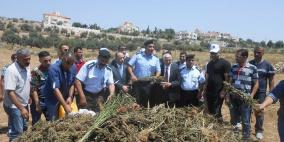 اتلاف 3 أطنان مواد مخدرة بقيمة 50 مليون شيقل في الخليل