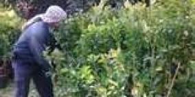 بيت لحم: ناشطون يزرعون أرضا مهددة بالسلب