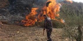 السيطرة على حريق أشجار زيتون جنوب مدينة جنين