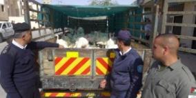 ضبط 100 طير من الحبش غير صالحة للإستهلاك في بيت لحم