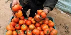 غزة: ضبط 53 ألف كيلو بندورة فاسدة