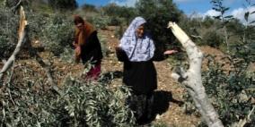 مستوطنون يقطعون مئة شجرة زيتون ويسلبون الثمار غرب نابلس