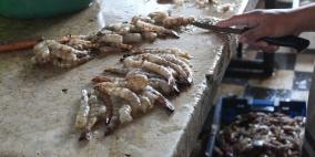 حسبة الصيادين وبيع الأسماك على شاطئ بحر غزة