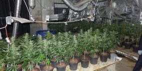 ضبط ألفي شتلة مارجوانا في الخليل