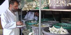 بالصور: إنتاج عش الغراب في غزة.. رافعة اقتصادية في ظل الحصار