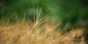 ماذا تعرف عن جنة فلسطين؟