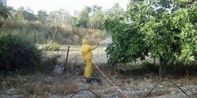 زراعة طولكرم تنفذ حملة مكافحة آفات التين (مرض الصدأ) في رامين