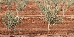 ناشطون في مجال الاستيطان يزرعون أراضي بأشتال الكرمة جنوب بيت لحم