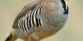 بيت لحم: إطلاق الأسبوع الوطني الثالث لمراقبة الطيور