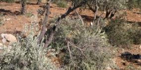 مستوطنون يقطعون 50 شجرة زيتون غرب بيت لحم