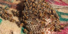 العسل الغزي يقاوم الحرب