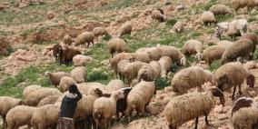 حادث سير يتسبب بنفوق 16 رأس غنم وإصابة 8 آخرين جنوب الخليل