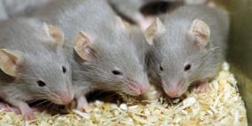 حصل في اريحا... امرأة تشتري "ملوخية" وتتفاجأ بـ" فرخ فئران" بداخلها