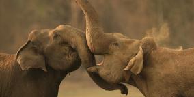 مشاجرات الحيوانات والطيور