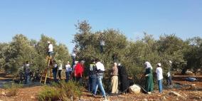 متطوعو حملة "احنا معكم" يساعدون مزارعي كفر اللبد في قطاف الزيتون