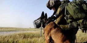 كلاب الاحتلال البوليسية تنهش جسد الأسير محمد العزة