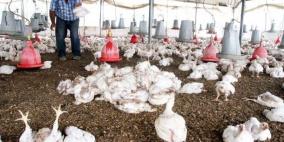غزة: نفوق 500 ألف دجاجة في غياب وزارة الزراعة