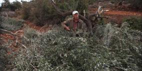 مستوطنون يقتلعون 50 شجرة زيتون 