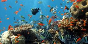 قريبا: سيكون بالإمكان معرفة عدد الأسماك في البحر!