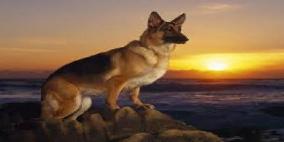 كلب يتلقى أربع رصاصات بدلا من صاحبه 