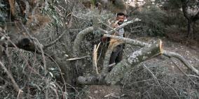 مستوطنون يقطعون 80 شجرة زيتون في "واد سعير" شمال شرق الخليل