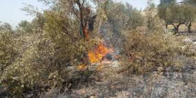 قوات الاحتلال تحرق مزروعات في سبسطية