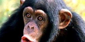 قرد يختطف رضيعاً من منزله ويتسبب بمقتله