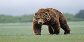 دب مفترس ينقذ شابين من الموت