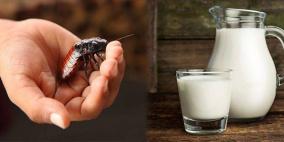 قريبًا في المقاهي"حليب الصراصير" شراب متكامل غني بالطاقة