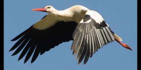 سوداني يسرق "Sim" من طائر بولندي.. ويجري مكالمات بـ2300 يورو