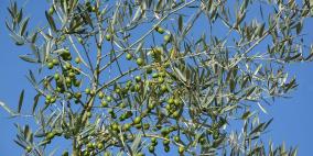 توقعات غير مبشرة لموسم الزيتون هذا العام 