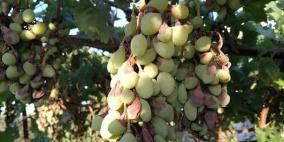 "أمراض فطرية" تفتك بمحصول العنب‎!