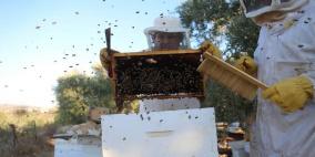 موسم قطف العسل في بلدة سنجل قرب رام الله