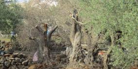 الاحتلال يقتلع مئات الأشجار في دير بلوط