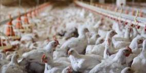 إغلاق سوق بالرياض بعد ظهور "إنفلونزا الطيور"