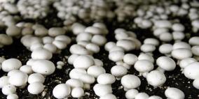 أمورو..أول مزرعة فطر فلسطينية بجهود محلية