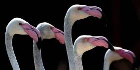 طيور نادرة تبيض لأول مرة منذ 13 عاما بسبب الحر 