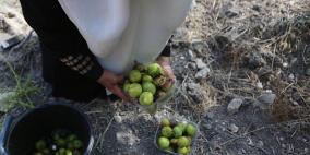 الصورة تتحدث: موسم التين في بلدة تل جنوب نابلس