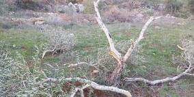 المستوطنون يدمرون زيتون نابلس