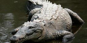 تمساح يختطف سيدة أثناء سيرها مع كلبها ويهرب