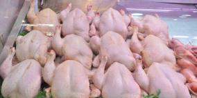 خاص| ارتفاع تكاليف الإنتاج وانهيار الأسعار يهددان قطاع الدواجن بالضفة