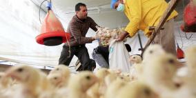 غزة: أسعار الدواجن غير المسبوقة "تهدد" المزارعين!