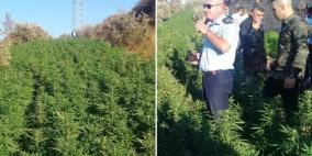 الشرطة تقبض على المشتبه بامتلاكه مشتلا ضخما للمخدرات في قرية الزعيم