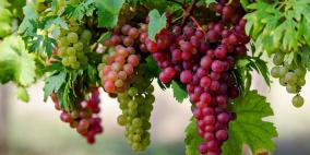 العنب فاكهة تدعم صحة الجسم