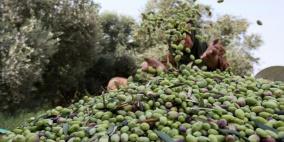 الاحتلال يمنع المزارعين من قطف الزيتون