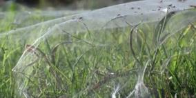 شبكة عنكبوت تغطي بحيرة يونانية