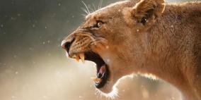 لبؤة تقتل زوجها بعد أن أنجبت 3 أشبال منه