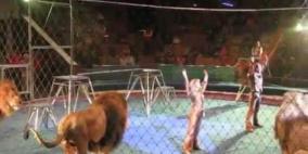 بالفيديو- لبوة تنقض على طفلة خلال عرض للسيرك