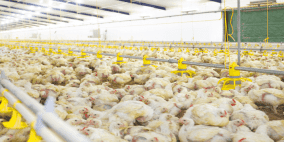 جمعية المستهلك وشركاؤها يطالبون بأسعار عادلة للدواجن  للمستهلك والمزارع