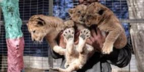 نفوق 4 أشبال في قطاع غزة بسبب البرد 